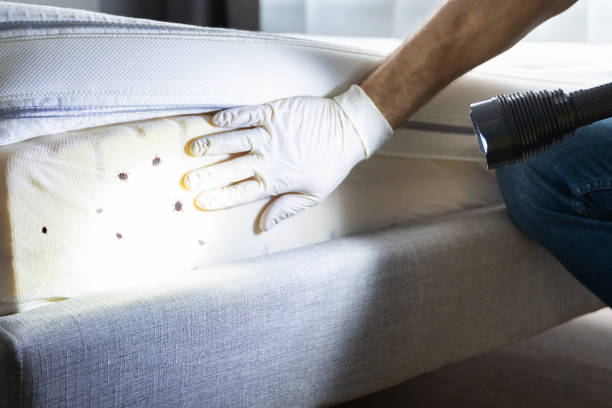 Best Emergency Pest Control  in Richton Park, IL
