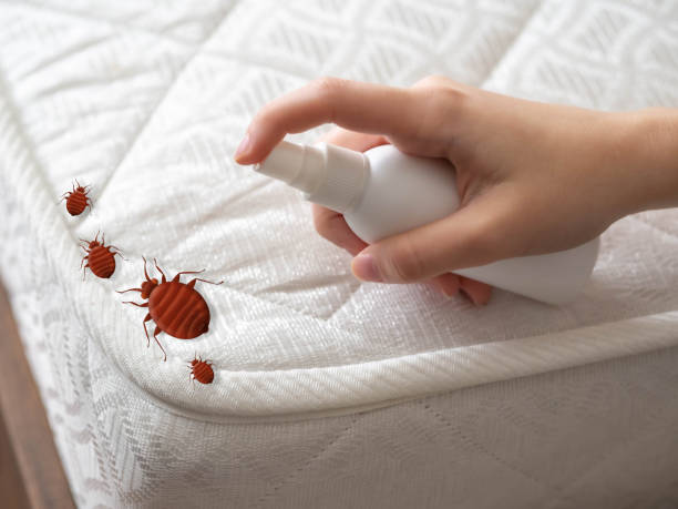 Best Termite Control Services  in Richton Park, IL